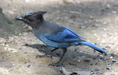 Cyanocitta stelleri