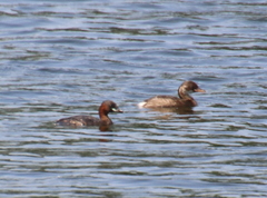 Tachybaptus ruficollis