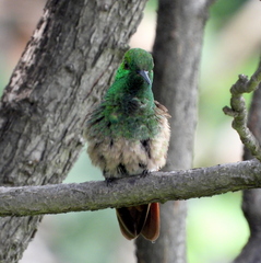 Saucerottia beryllina