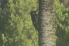 Melanerpes formicivorus