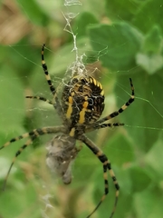 Argiope bruennichi