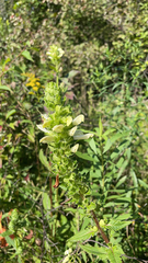 Pedicularis lanceolata
