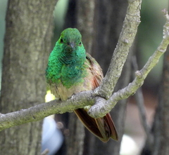 Saucerottia beryllina