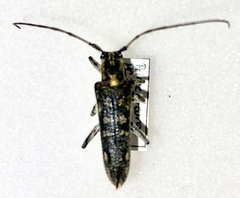 Saperda calcarata