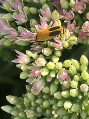 Chauliognathus pensylvanicus