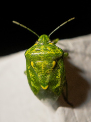 Banasa euchlora