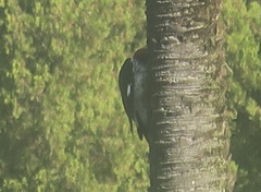 Melanerpes formicivorus