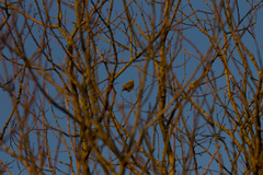 Emberiza citrinella