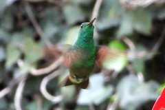 Saucerottia beryllina