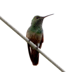 Saucerottia beryllina