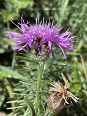 Centaurea