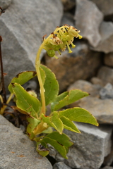 Orthilia secunda