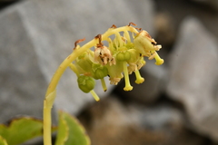 Orthilia secunda