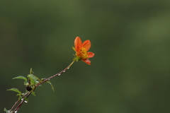 Dahlia coccinea