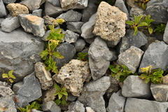 Orthilia secunda