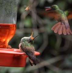 Saucerottia beryllina