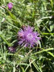 Centaurea