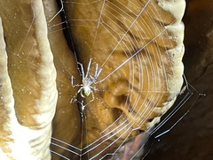 Tetragnathidae