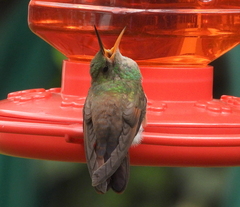 Saucerottia beryllina