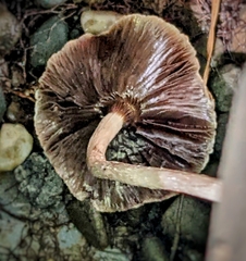 Cortinarius ohlone