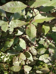 Plantae