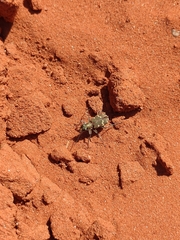 Cicindela hybrida