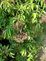 Sambucus canadensis