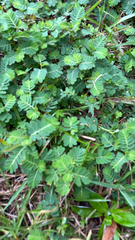 Phyllanthus urinaria