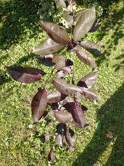 Plantae