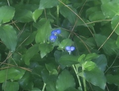 Commelina benghalensis