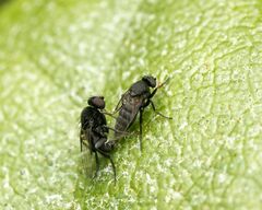 Phorinae