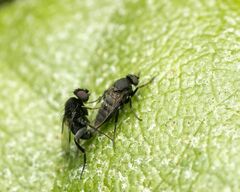 Phorinae
