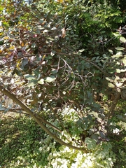 Plantae