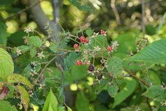 Rubus allegheniensis