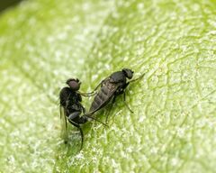 Phorinae