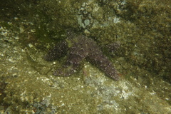 Pisaster ochraceus