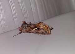 Autographa precationis