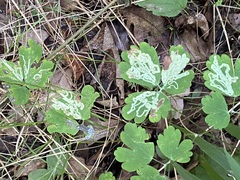 Phytomyza minuscula group