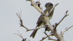 Empidonax