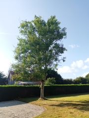 Fraxinus excelsior
