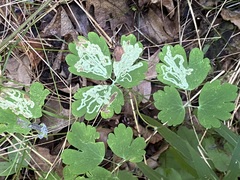 Aquilegia canadensis