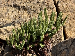 Polystichum lemmonii