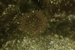 Urticina clandestina