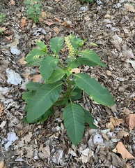 Phytolacca americana