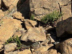 Polystichum lemmonii