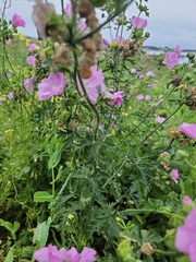 Malva moschata