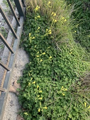 Oxalis pes-caprae