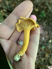 Craterellus