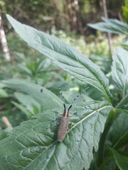 Agapanthia villosoviridescens