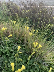 Oxalis pes-caprae